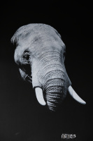 Elefant